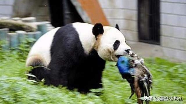 大熊猫吃什么竹子填空6:熊猫属于食肉动物为什么却一直喜欢吃竹子？