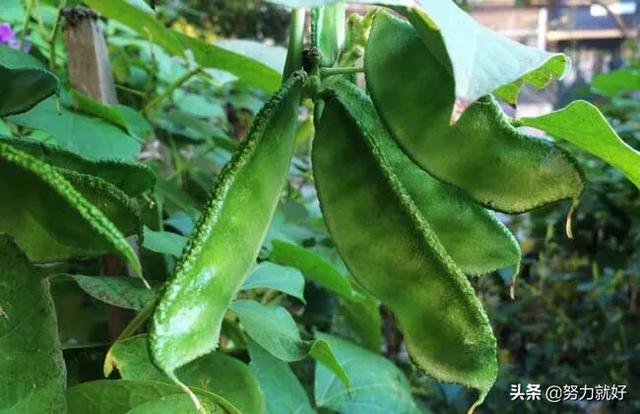 老婆耳朵豆角什么时间种?_经验教学_小高教学网