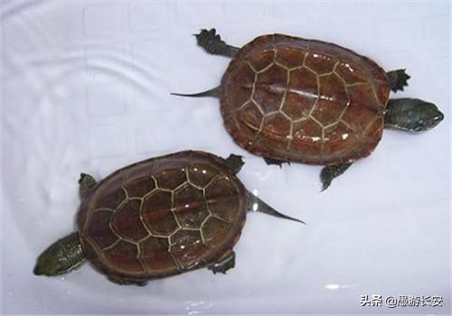 养龟为什么不能养双:两只巴掌大的草龟能和两只2cm长的巴西龟一起养吗？