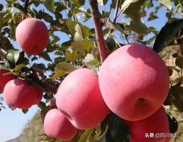 农安实验动物用品经销部:农村创业“十个投资，九个亏”，难点在哪里？如何避免？