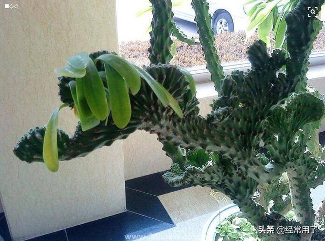 燕子掌嫁接:麒麟掌和什么植物嫁接好？