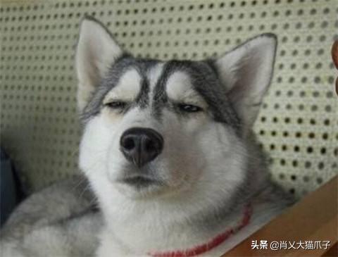 哈士奇 狼:如果把狼和哈士奇关在一起，狼会觉得哈士奇是同类吗？