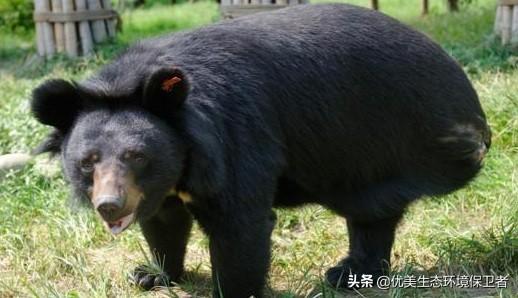 环箍蛇:箍腰蛇这种病是什么特点？