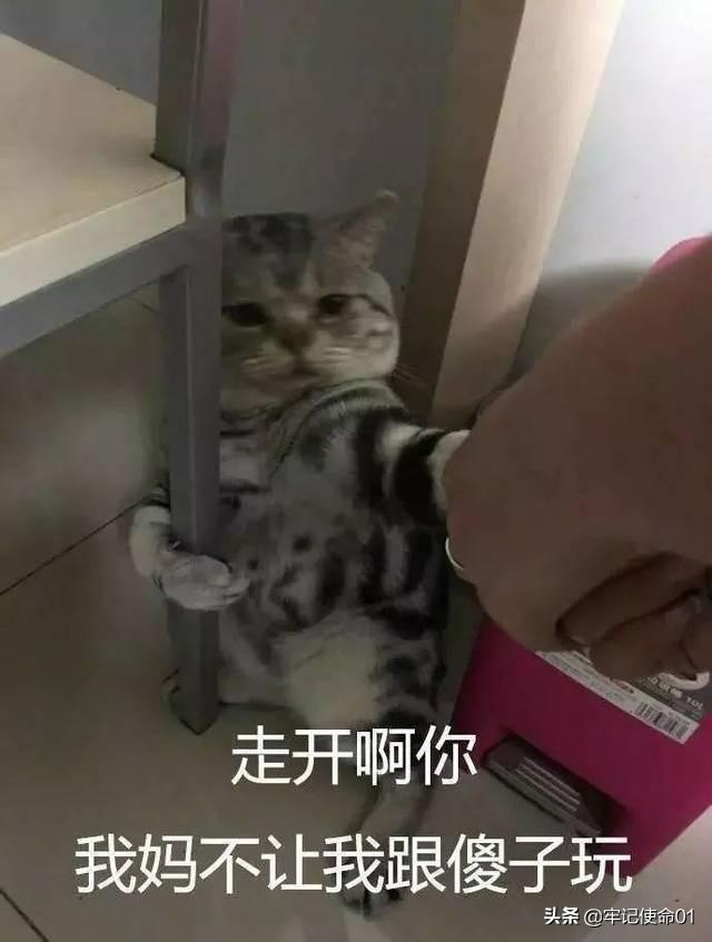 猫咪日常表情包动图:猫咪nonono表情包动图 为什么一个男生总是爱发小猫的表情包？