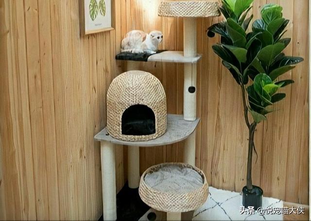 笼养猫的好处:养猫的好处风水学 狗狗笼养究竟好不好？有什么好处呢？