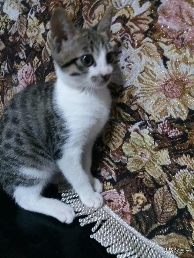 西伯利亚森林猫的颜色:世界上哪些家猫还保存着原始野性？为什么？ 西伯利亚森林猫颜色分类