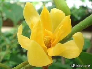 黄兰:黄兰淮 七月份了，怎样可以让黄兰开花？