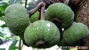 眼镜蛇瓶子草属:世界上最恐怖的植物是什么？