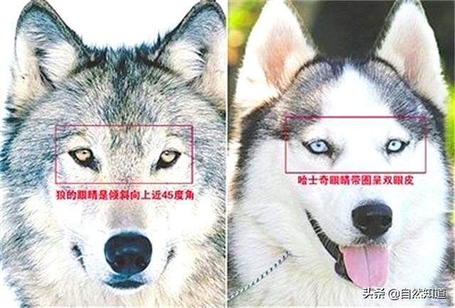 改变世界的犬类 mkv:流浪狗在野外是否有可能发展成狼群？