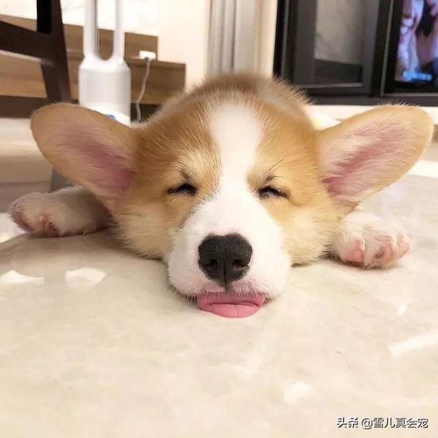 威尔斯柯基犬vs狐狸妖孽:为什么那么多人喜欢柯基？