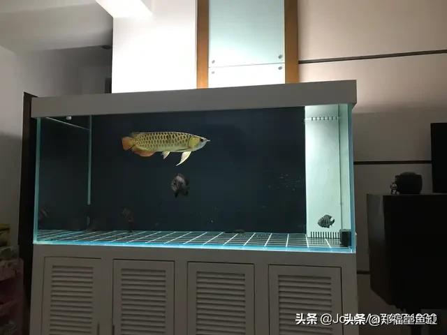 水族箱:准备入手1米左右的鱼缸，各位小伙伴有什么建议和推荐吗？