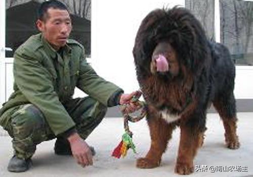 中国冠毛犬价格:藏獒的种类有多少种？哪种最值钱？