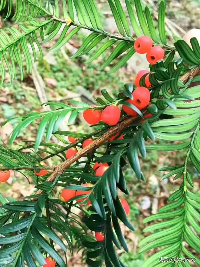 安第斯山猫可以养殖吗:海拔1200米左右的高山上适合种植什么蔬菜、树木和药材？
