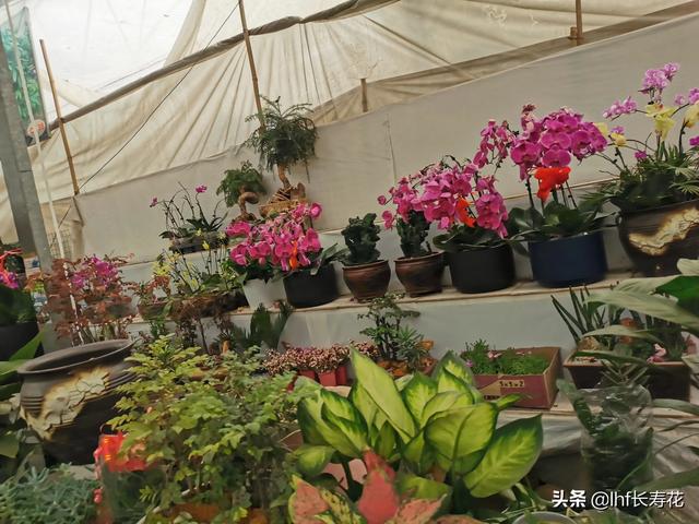 小型观花植物:有哪些适合秋冬观花的室内植物？