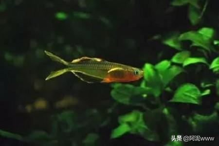 玻璃海象鱼吃灯鱼:各种灯鱼的混养注意事项？