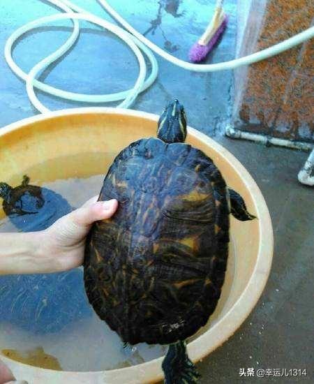 弱小巴西龟的饲养:怎么养巴西龟？如何正确饲养巴西龟更健康？ 巴西龟饲养方法