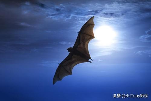有关于蝙蝠的电影吗？介绍一下剧情好吗？