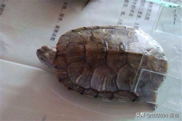 给小乌龟吃什么:怎么养乌龟，乌龟喜欢吃什么？