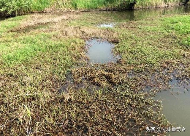 大水榕长出水面:真心请教，野钓水底长满了厚厚的水草（整条河都是）该如何作钓？