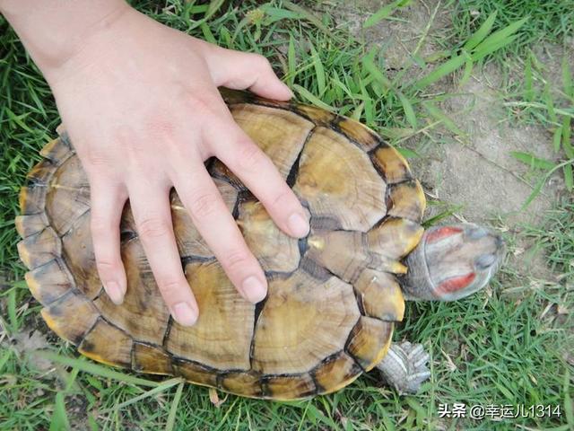 弱小巴西龟的饲养:怎么养巴西龟？如何正确饲养巴西龟更健康？ 巴西龟饲养方法