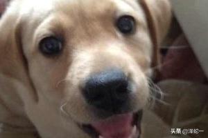 拉布拉多犬训练方法:怎样训练拉布拉多，注意口令须简单？