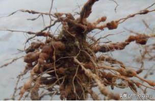 花叶芋根结线虫病:农村种植辣椒，应该如何防治病虫害？