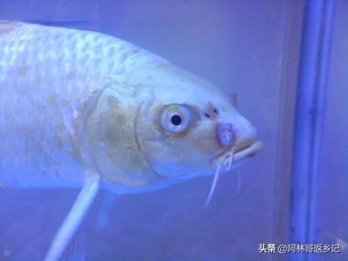 银龙鱼不吃食老是张嘴:银龙鱼不吃食张嘴呼吸怎么办 我家的银龙鱼一直不吃东西，怎么办？