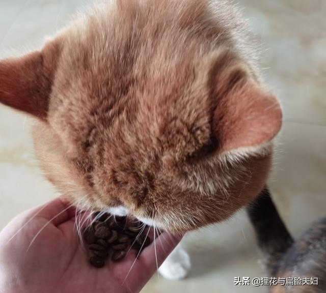 加菲猫3:加菲猫一天吐一次是怎么回事？