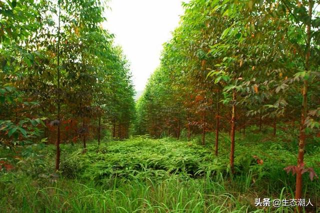 种植桉树的经济效益，农村100亩坡地，想种桉树，多久能有收成