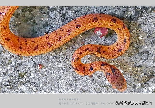 水蛇图片:你手机拍的蛇类的照片能否分享一下？