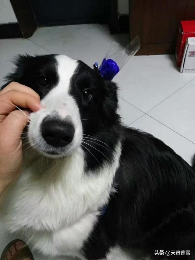 边境牧羊犬性格:为什么那么多人喜欢边境牧羊犬？