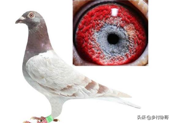 信鸽疫苗什么时候打最好:公棚信鸽免疫接种有哪些较科学方法？
