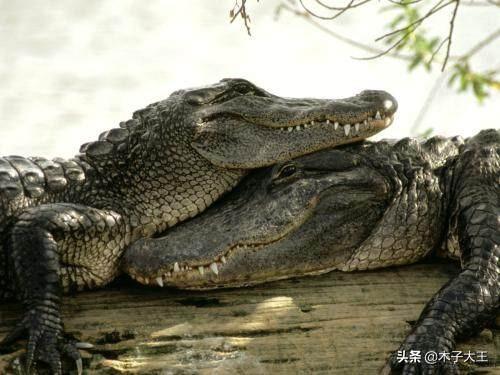 美洲豹鳄鱼:有些鳄鱼不怕老虎和狮子、为什么见到豹子就跑
