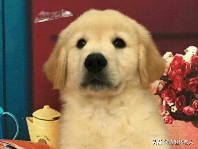 海口宠物皮肤病哪里治:海南海口养狗（拉布拉多）需要特别注意什么？