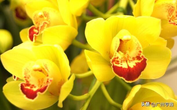 多花指甲兰:大花蕙兰有哪些好的品种？