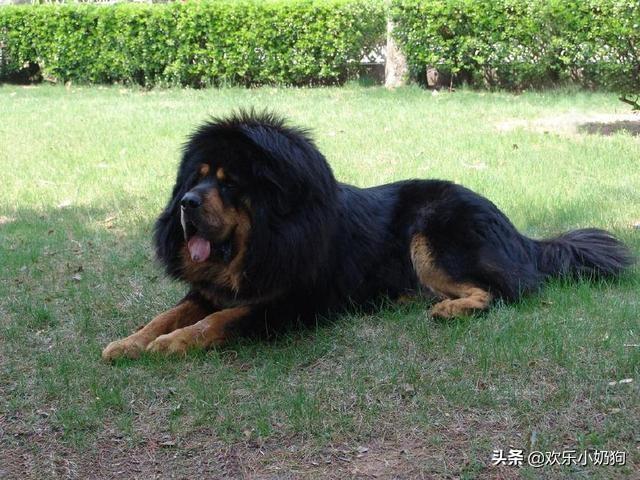 十大长寿狗狗分别有哪些？