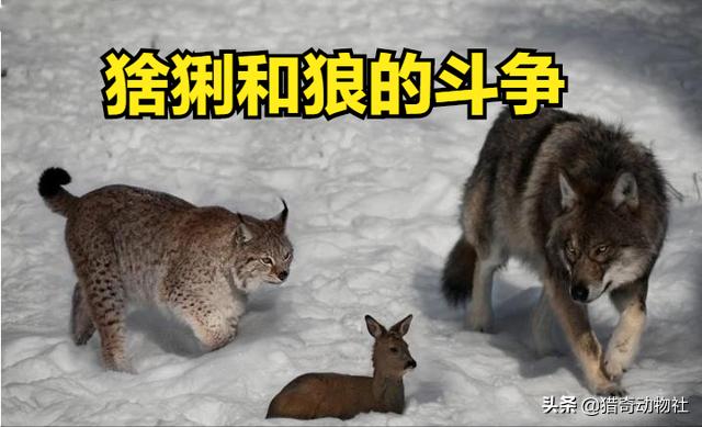 猞猁能猎杀北美灰狼:作为地球上最大的犬科动物，北美灰狼的战斗力如何？