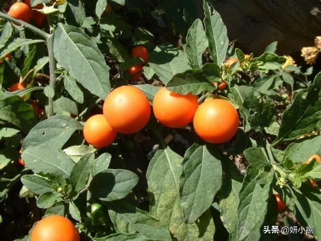 桃叶珊瑚适合种家里吗:珊瑚樱盆景能在家里养吗？放家里养好吗？