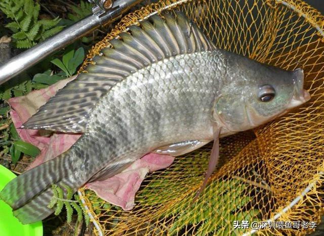笋壳鱼是入侵物种吗，为什么广东人把罗非鱼、鲮鱼、清道夫鱼称为三大“垃圾”鱼