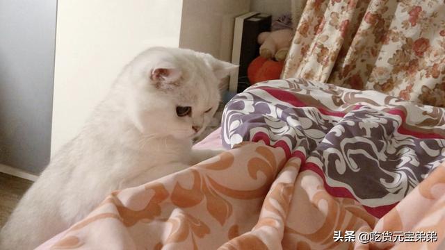 王俊凯哄左手睡觉:你见过最有趣的“神回复”是什么？
