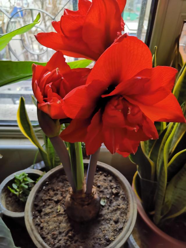 你是爱养花的人吗 都养什么品种的花 养死过多少花 头条问答