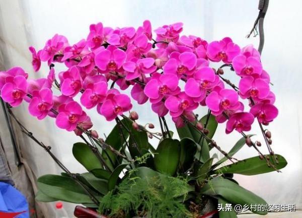 头条问答 蝴蝶兰扦插繁殖方法有哪些 乡村的悠闲生活的回答 0赞
