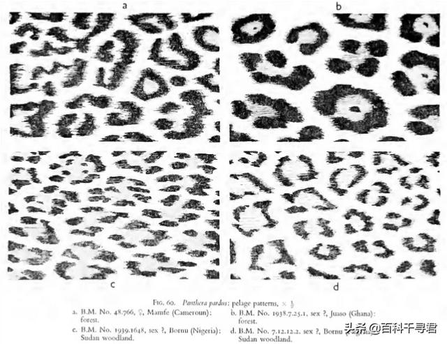 豹猫咪品种大全及图片:豹子真的可以改变斑点吗？ 猫咪品种大全及图片和名字