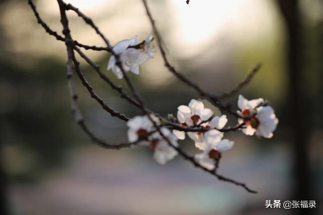 紫玉兰高清图片:可爱的你能分享这个春天拍的花花嘛？