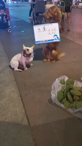 马犬训练:马犬怎么训？狗粮吸引不了它，自己到处嗅？