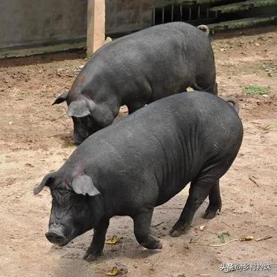 哪里有小香猪养殖场:哪里有小香猪养殖场? 巴马香猪可以天天酒漕吗？