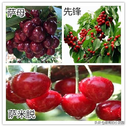 种植大樱桃主栽萨米脱和拉宾斯和雷尼行吗？