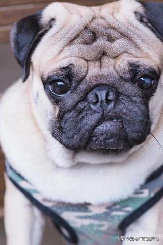 上海巴哥犬论坛:养巴哥犬的人深有体会的烦恼有哪些？