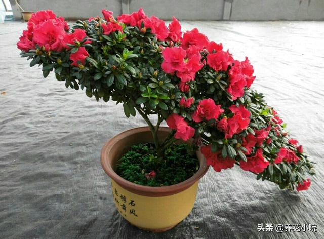 盆栽杜鹃花夏天怎么养:盆栽杜鹃花夏天怎么养? 杜鹃花花色鲜艳，花朵繁茂非常漂亮，夏季该如何养护杜鹃花？