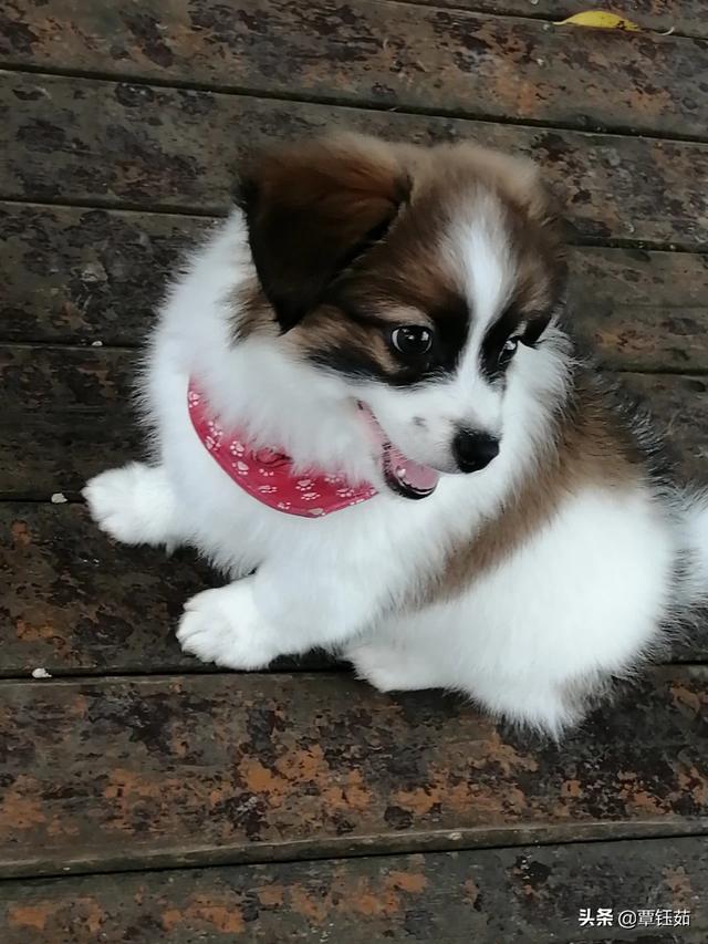 为什么有人说最好不要养3个月以内的小奶狗？插图2